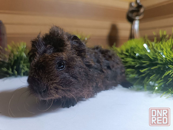 продам морскую свинку Донецк - изображение 2