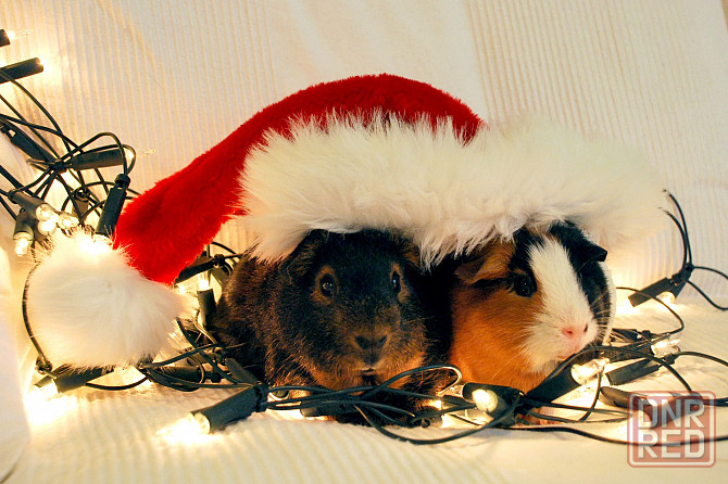 продам морскую свинку Донецк - изображение 1