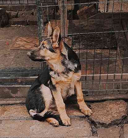 Щенок немецкой овчарки мальчик. Донецк