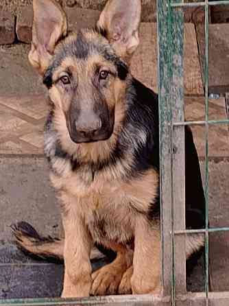 Щенок немецкой овчарки мальчик. Донецк