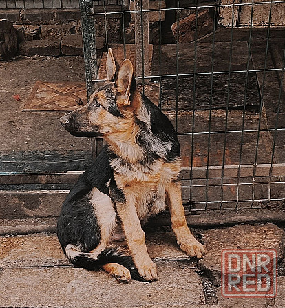 Щенок немецкой овчарки мальчик. Донецк - изображение 4