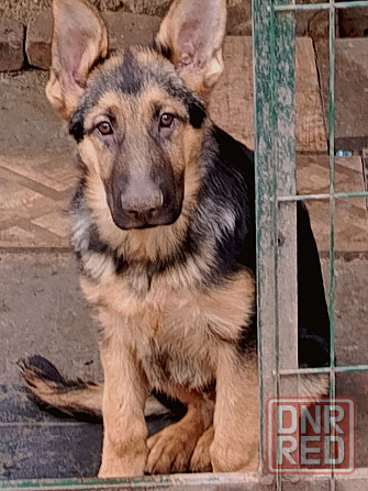 Щенок немецкой овчарки мальчик. Донецк - изображение 2