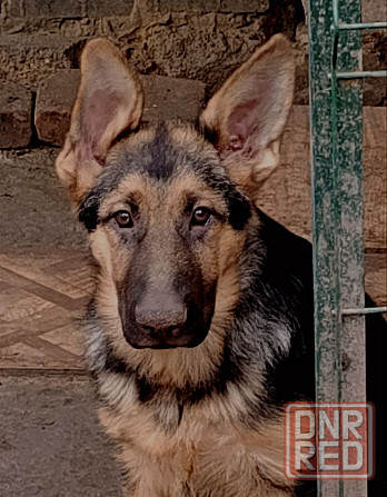 Щенок немецкой овчарки мальчик. Донецк - изображение 1