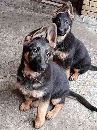 Немчики Донецк