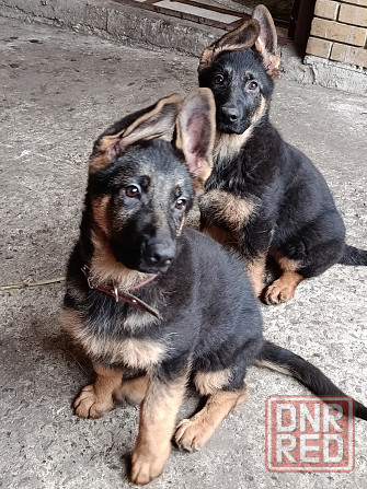 Немчики Донецк - изображение 2