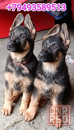 Немчики Донецк - изображение 1