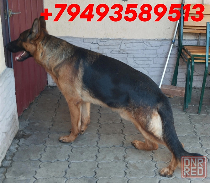 Немчики Донецк - изображение 5