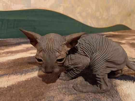 Сфинкс канадский Донецк