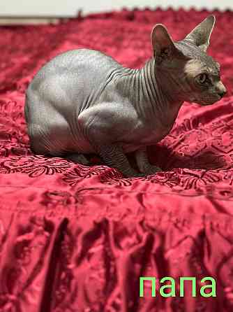 Сфинкс канадский Донецк