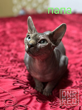 Сфинкс канадский Донецк - изображение 4