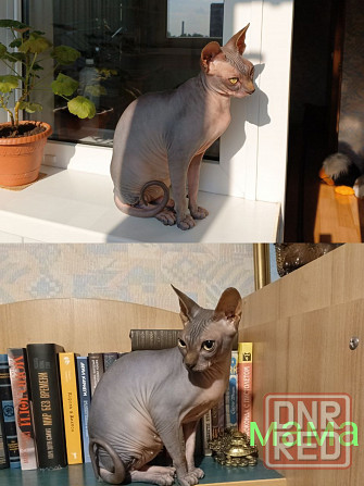 Сфинкс канадский Донецк - изображение 3