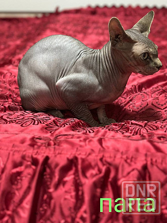 Сфинкс канадский Донецк - изображение 5