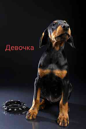 Щенки добермана Макеевка
