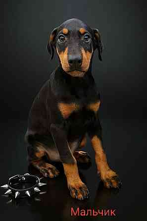 Щенки добермана Макеевка