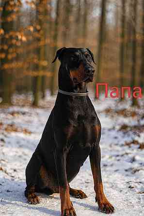 Щенки добермана Макеевка