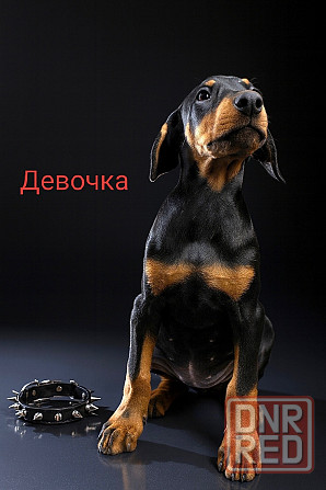 Щенки добермана Макеевка - изображение 3