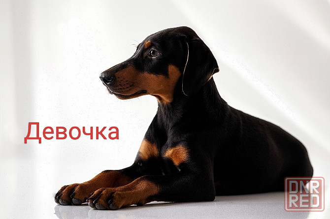 Щенки добермана Макеевка - изображение 2