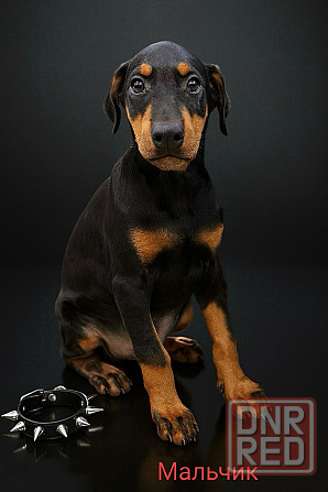 Щенки добермана Макеевка - изображение 1