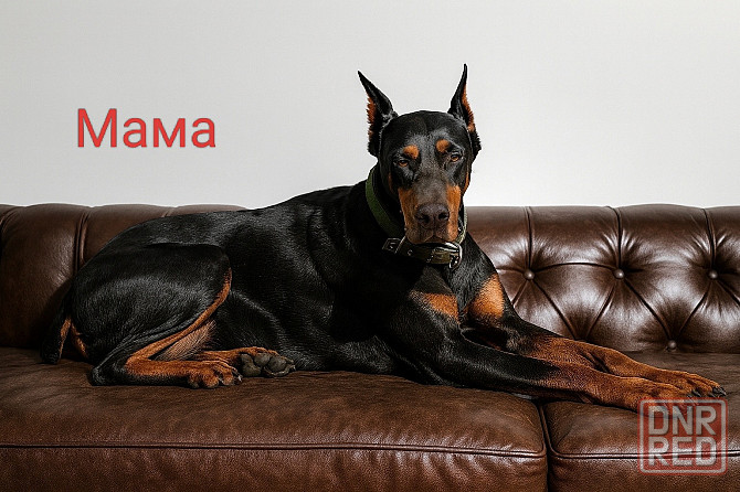 Щенки добермана Макеевка - изображение 4