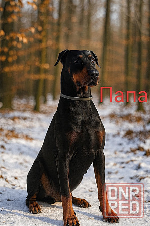 Щенки добермана Макеевка - изображение 5