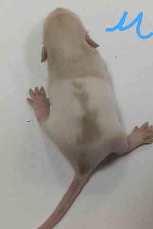 Малыши Дамбо к новому году. Донецк