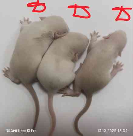 Малыши Дамбо к новому году. Донецк