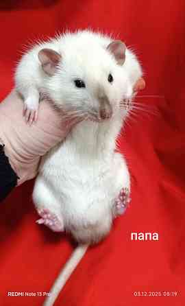 Малыши Дамбо к новому году. Донецк