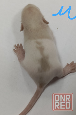 Малыши Дамбо к новому году. Донецк - изображение 2