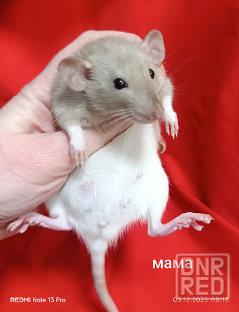 Малыши Дамбо к новому году. Донецк - изображение 4