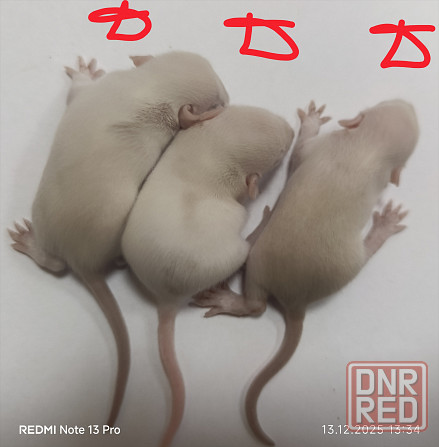 Малыши Дамбо к новому году. Донецк - изображение 1