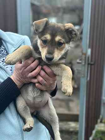 Щенки Донецк