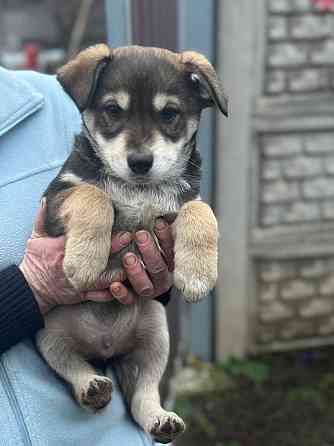 Щенки Донецк