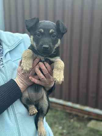 Щенки Донецк