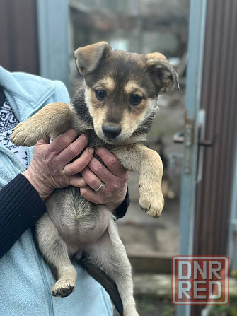 Щенки Донецк - изображение 2