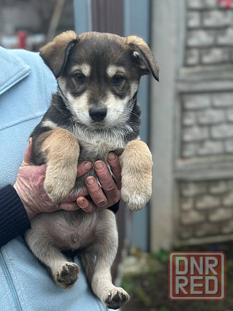 Щенки Донецк - изображение 1