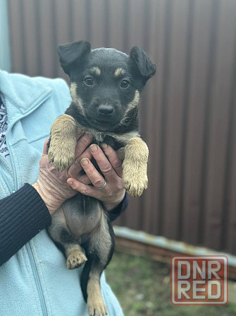 Щенки Донецк - изображение 3