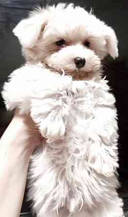 Кобелëк мальтезе (мальтийская болонка) Донецк