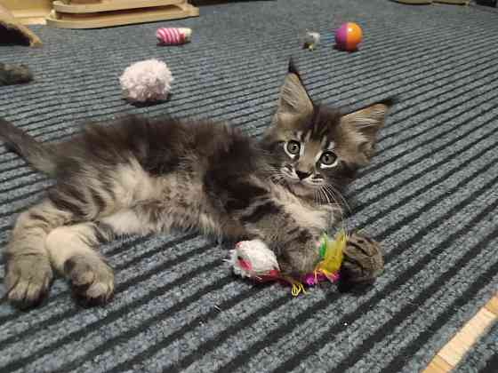 Котенок породы Мейн-Куна Донецк