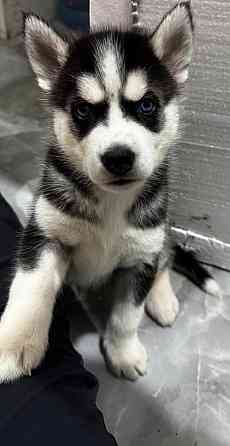 Хаски Макеевка