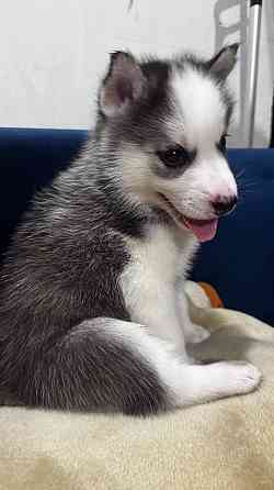 Хаски Макеевка