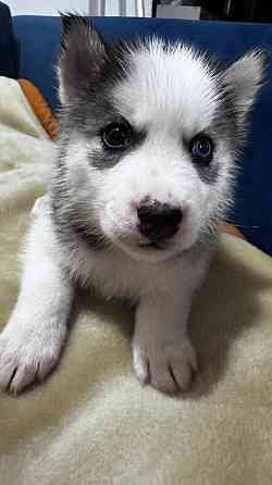 Хаски Макеевка