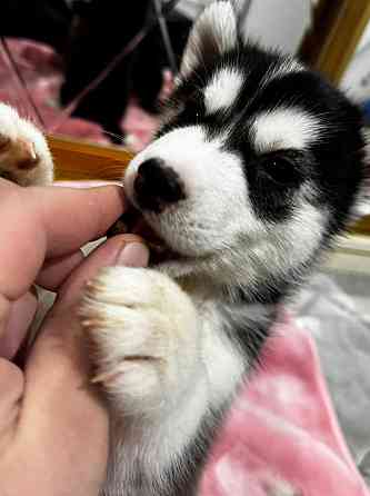 Хаски Макеевка