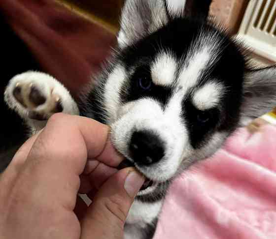 Хаски Макеевка