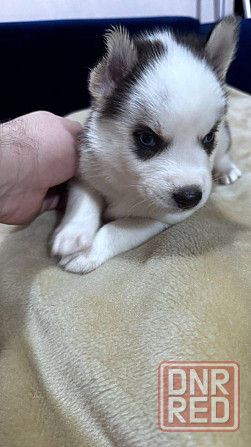 Хаски Макеевка - изображение 3