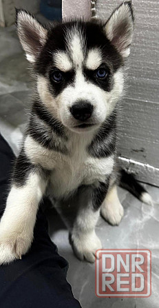 Хаски Макеевка - изображение 4