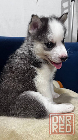 Хаски Макеевка - изображение 2