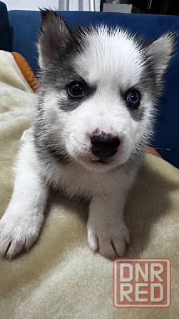 Хаски Макеевка - изображение 1