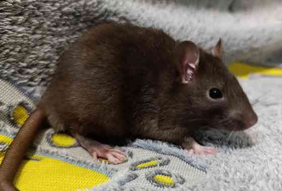 Ручной малыш Донецк