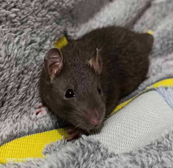 Ручной малыш Донецк