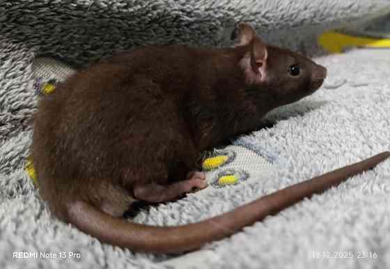 Ручной малыш Донецк